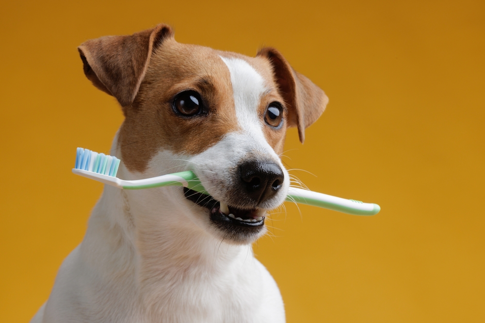Rabattkoder för hundvård: Spara pengar på schampo, balsam och andra vårdprodukter